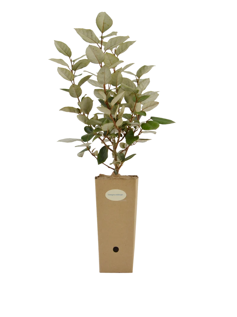 Elaeagnus x ebbingei