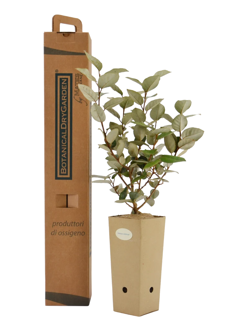 Elaeagnus x ebbingei