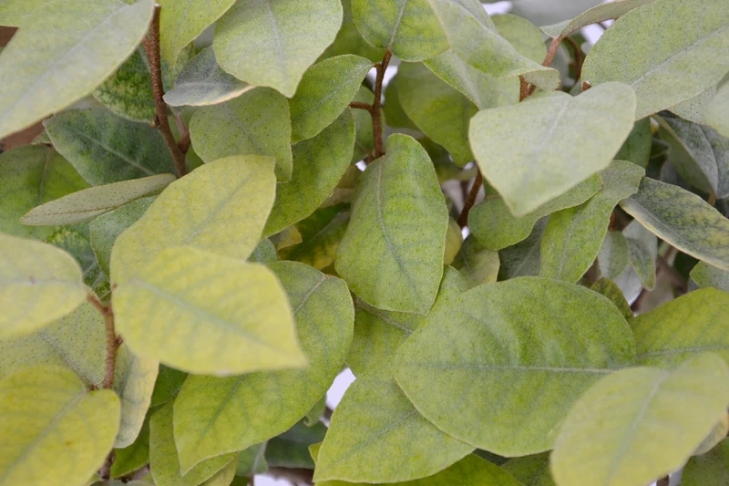 Elaeagnus x ebbingei