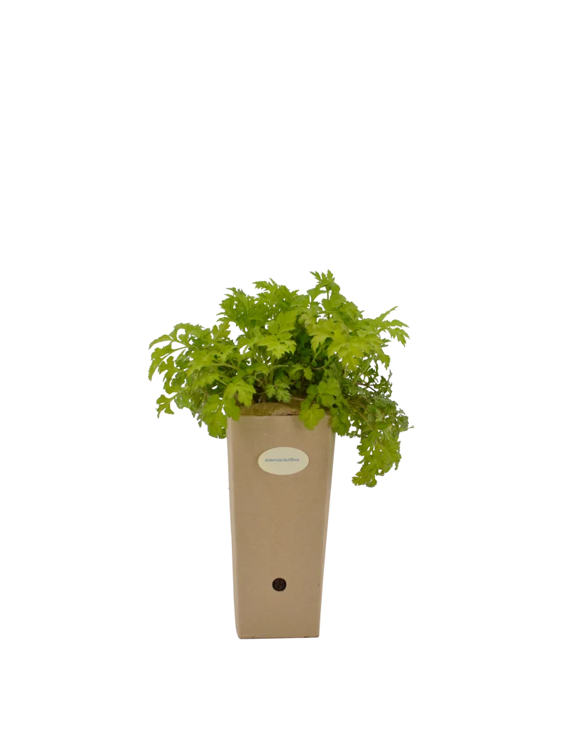 Artemisia lactiflora