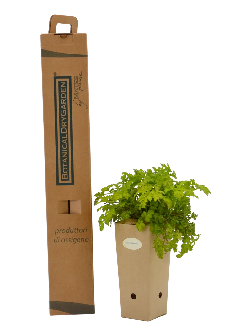 Artemisia lactiflora