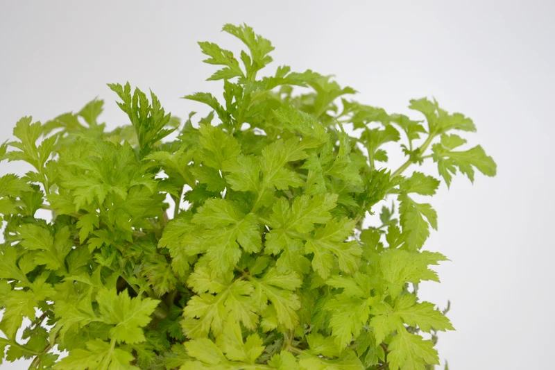 Artemisia lactiflora
