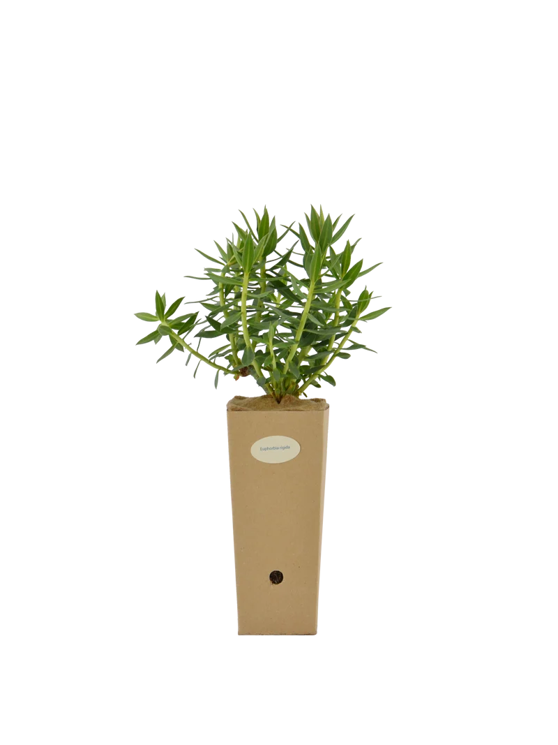 Euphorbia rigida