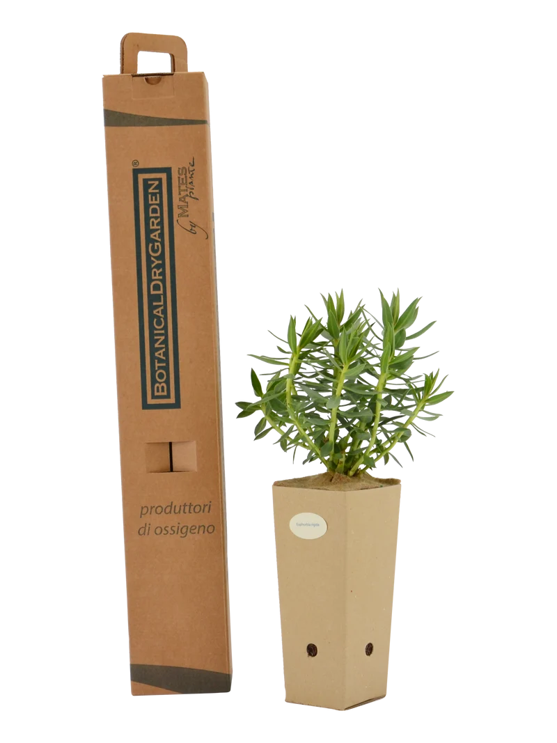 Euphorbia rigida