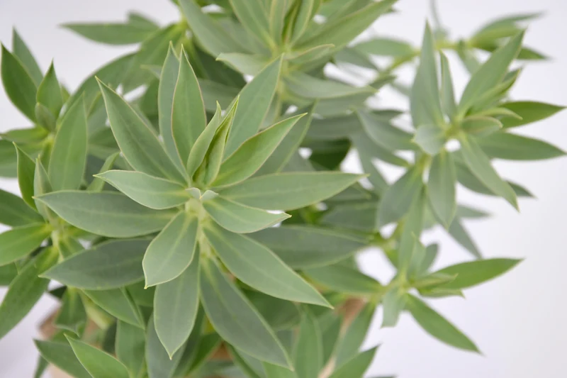 Euphorbia rigida