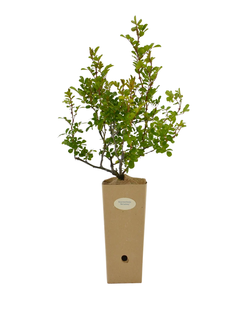 Rosa bracteata Macartney