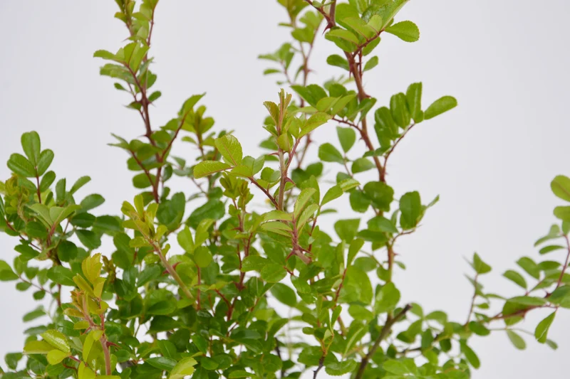 Rosa bracteata Macartney