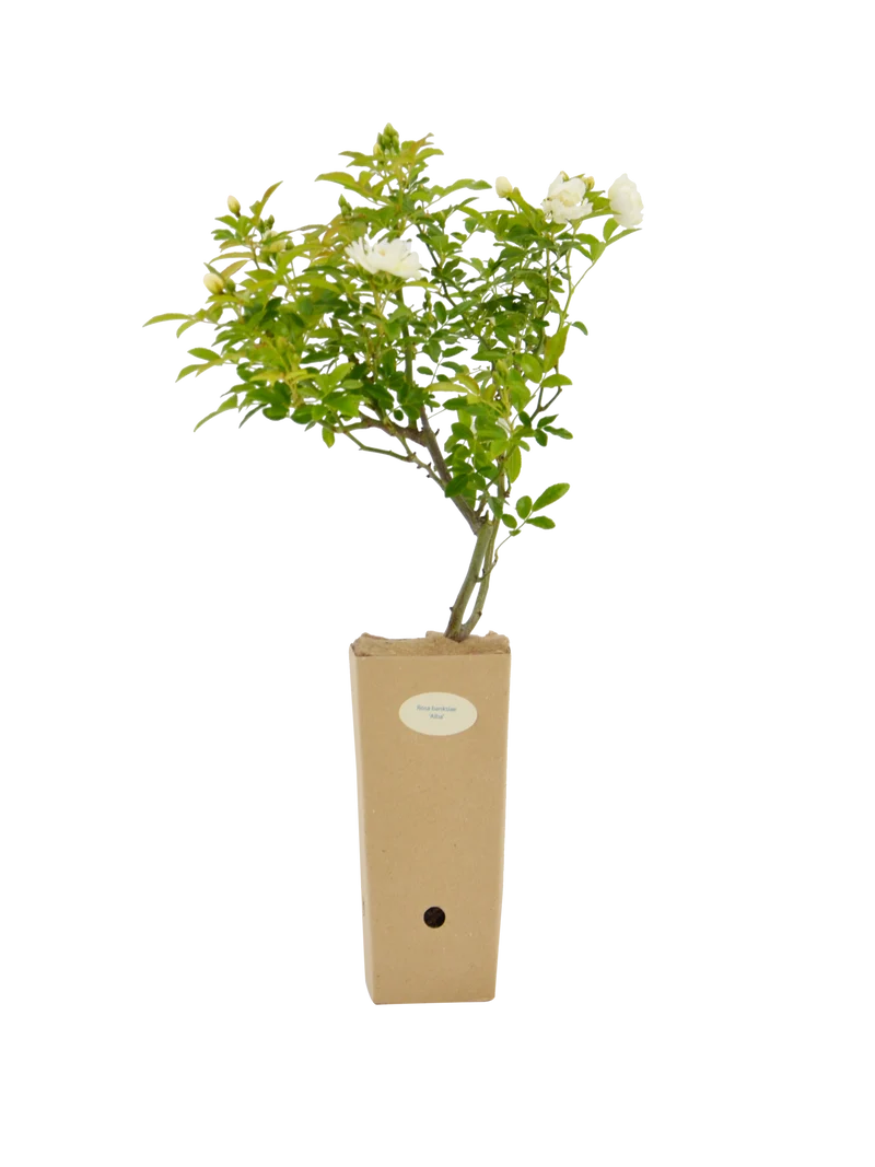 Rosa banksiae 'Alba'