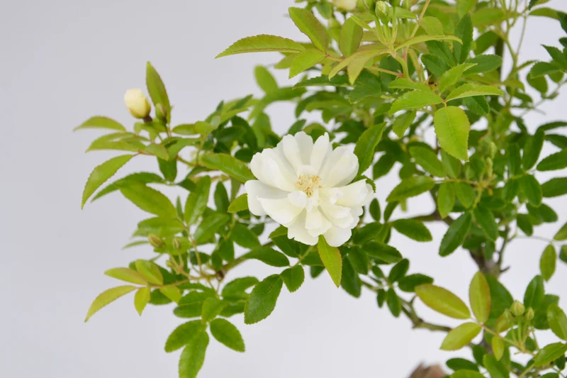 Rosa banksiae 'Alba'