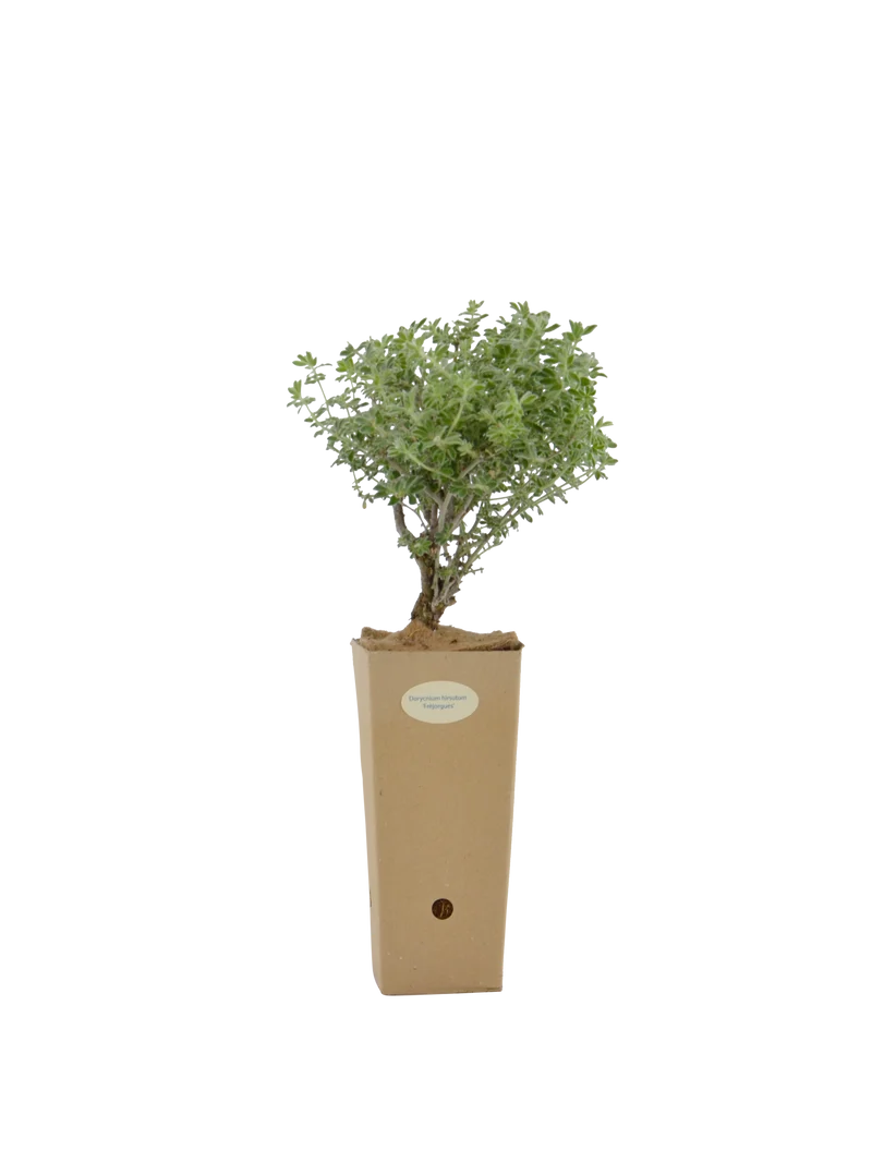 Dorycnium hirsutum 'Fréjorgues'