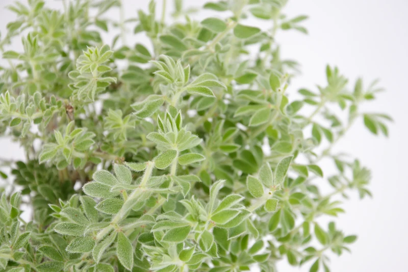 Dorycnium hirsutum 'Fréjorgues'