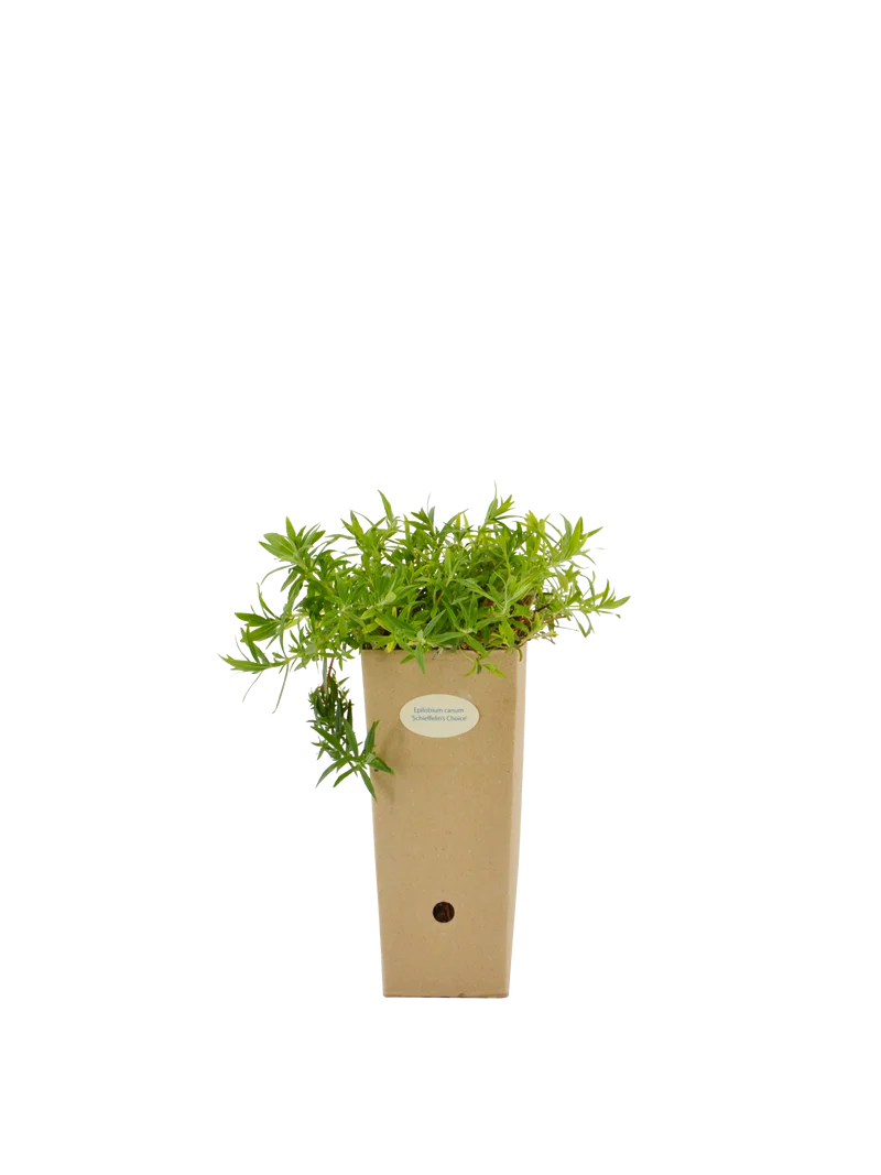 Epilobium canum 'Schieffelin's Choice'