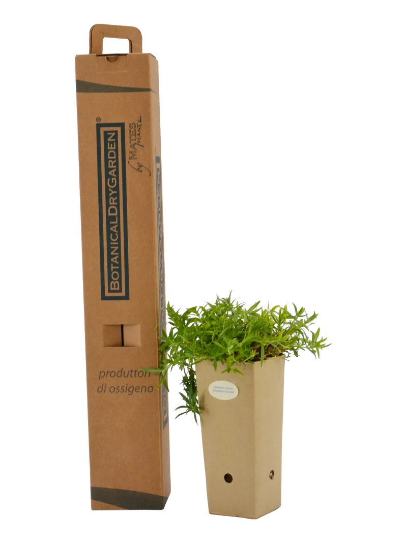 Epilobium canum 'Schieffelin's Choice'
