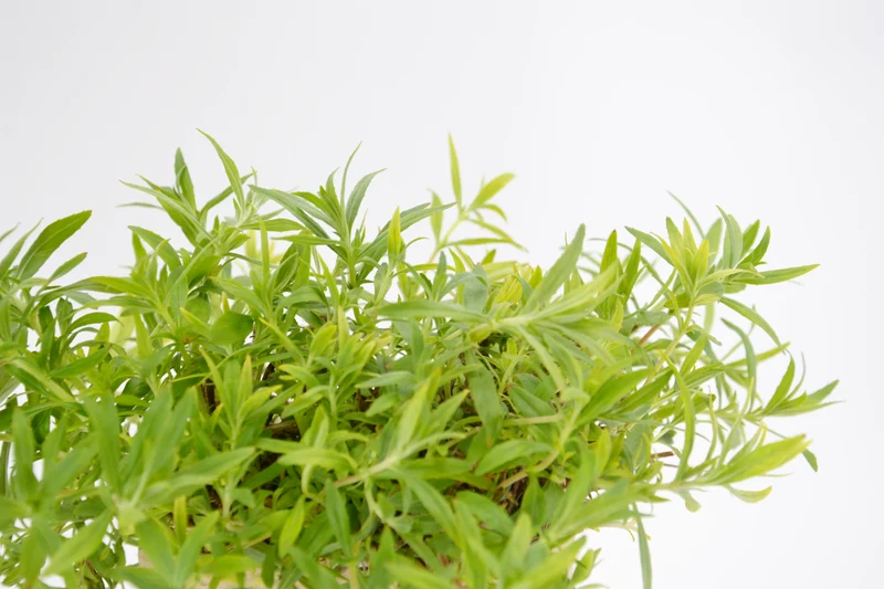 Epilobium canum 'Schieffelin's Choice'