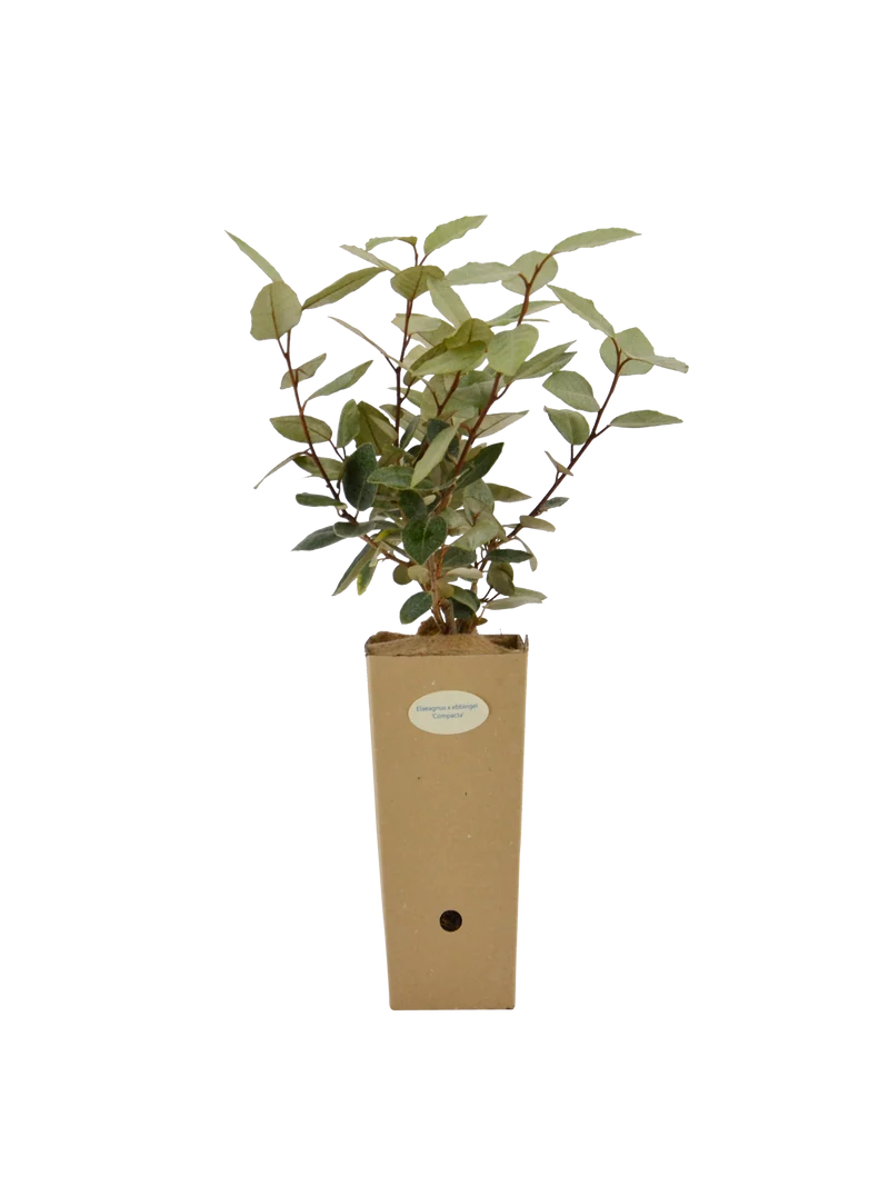 Elaeagnus x ebbingei 'Compacta'