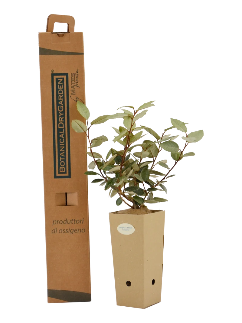 Elaeagnus x ebbingei 'Compacta'