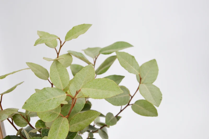Elaeagnus x ebbingei 'Compacta'