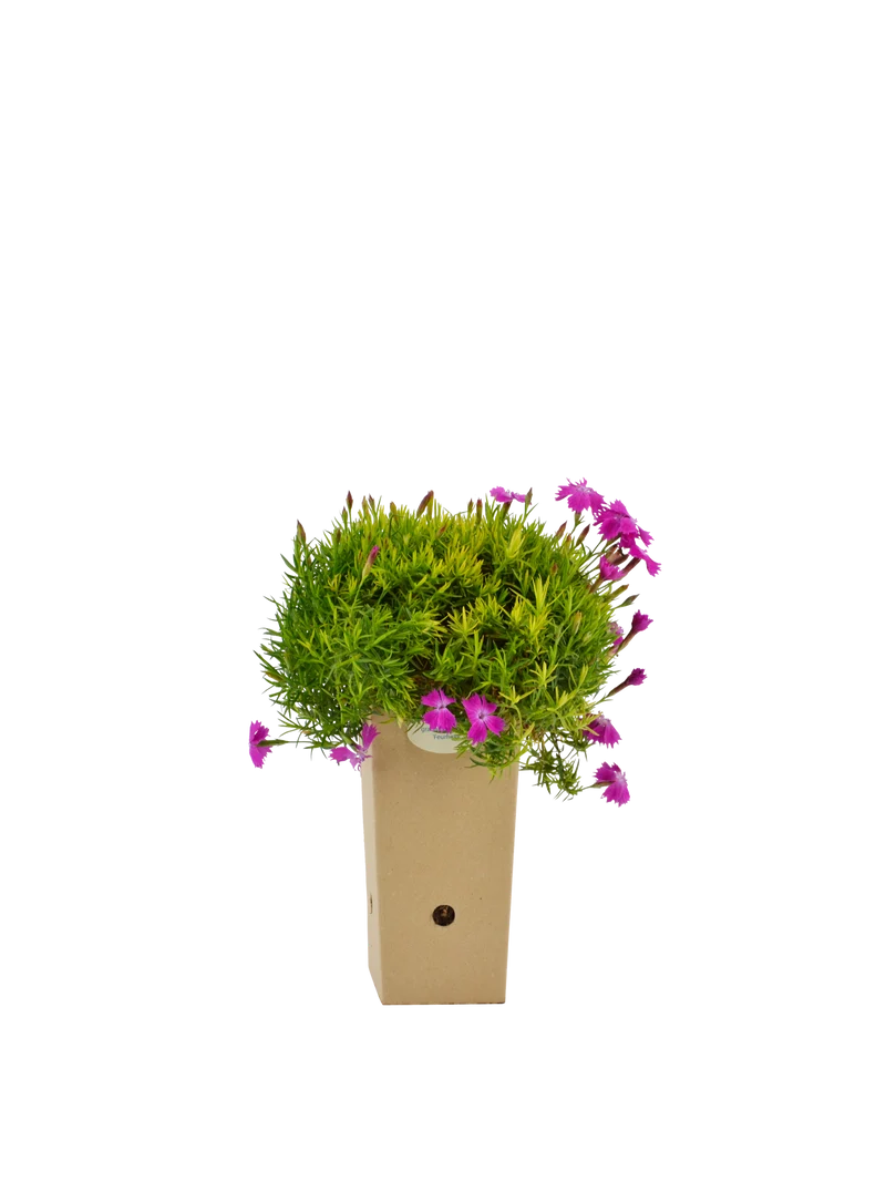 Dianthus gratianopolitanus 'Feuerhexe'