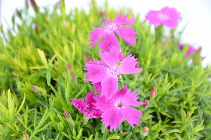 Dianthus gratianopolitanus 'Feuerhexe'