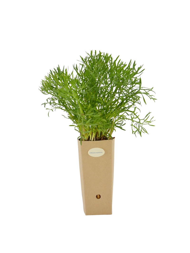 Crithmum maritimum