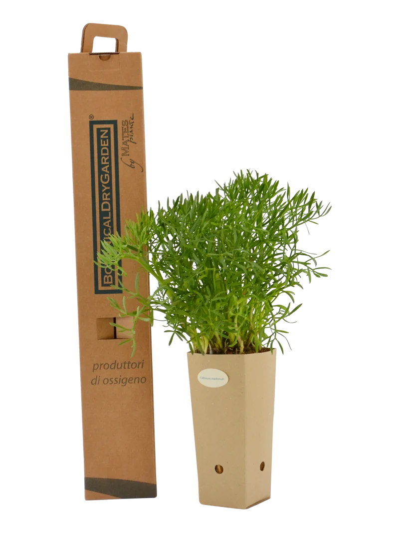 Crithmum maritimum