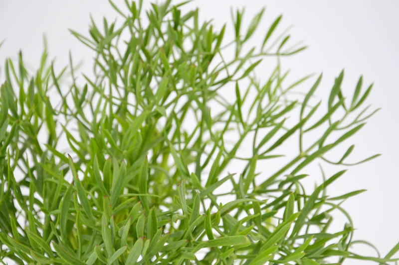Crithmum maritimum