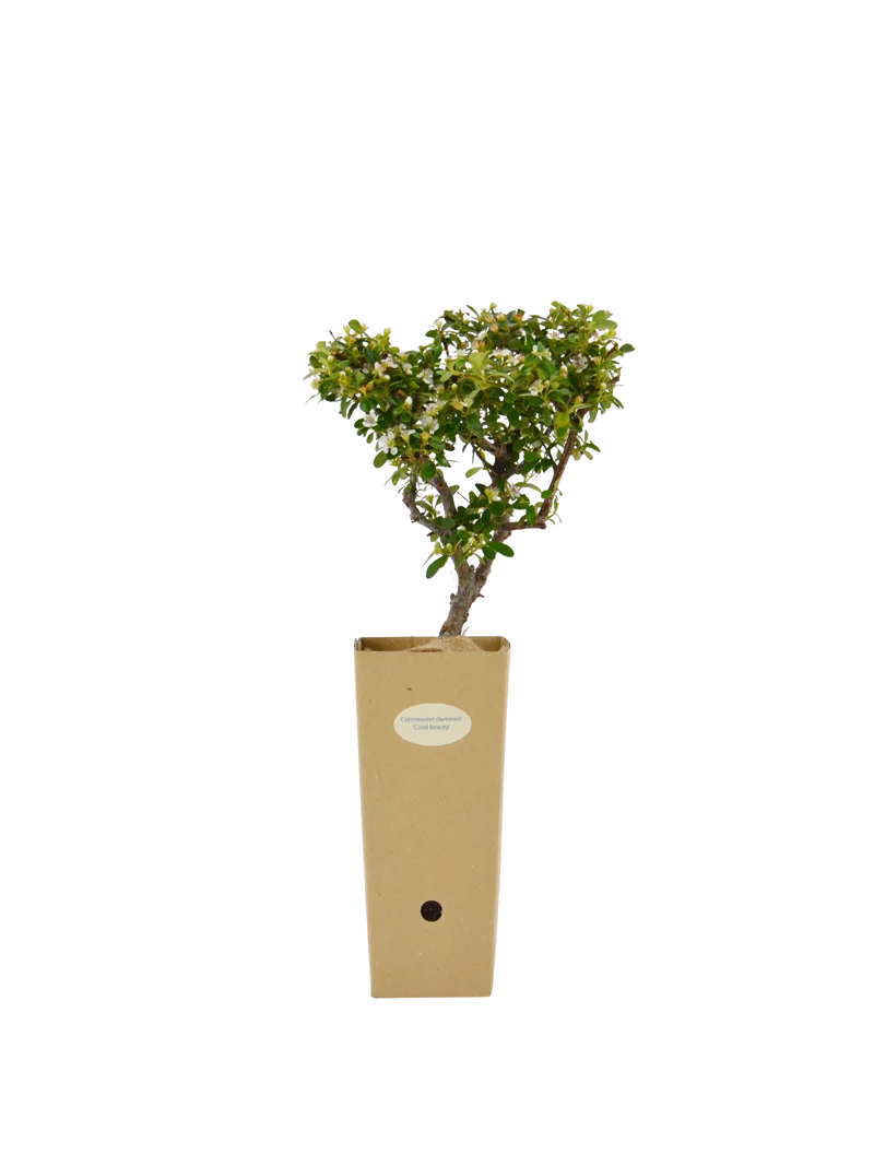 Cotoneaster dammeri 'Coral Beauty'