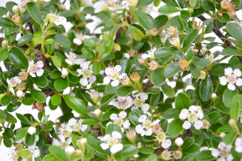 Cotoneaster dammeri 'Coral Beauty'
