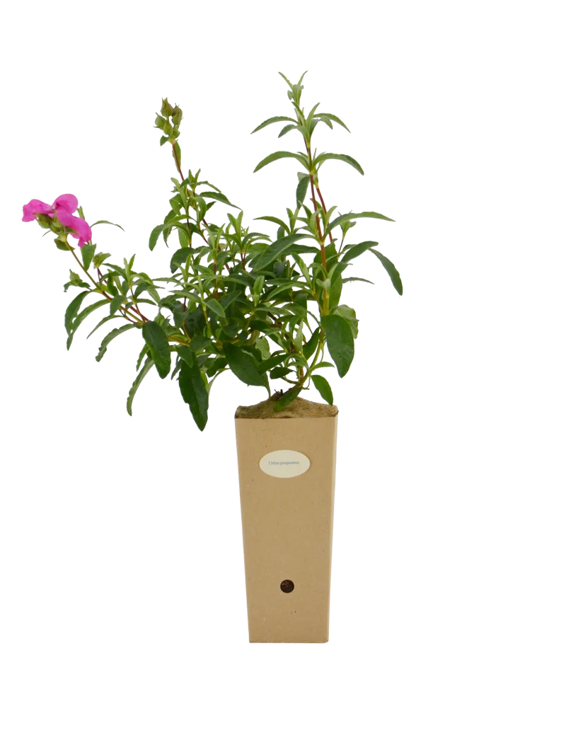 Cistus x purpureus