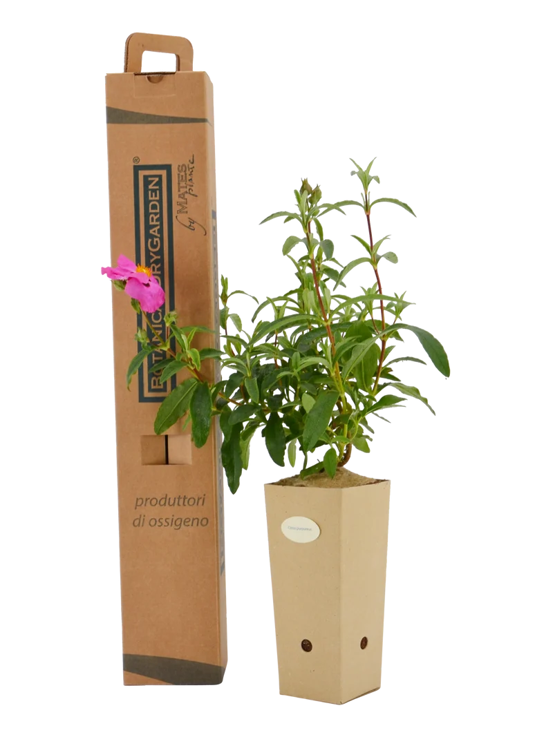 Cistus x purpureus