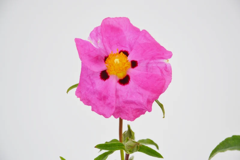 Cistus x purpureus
