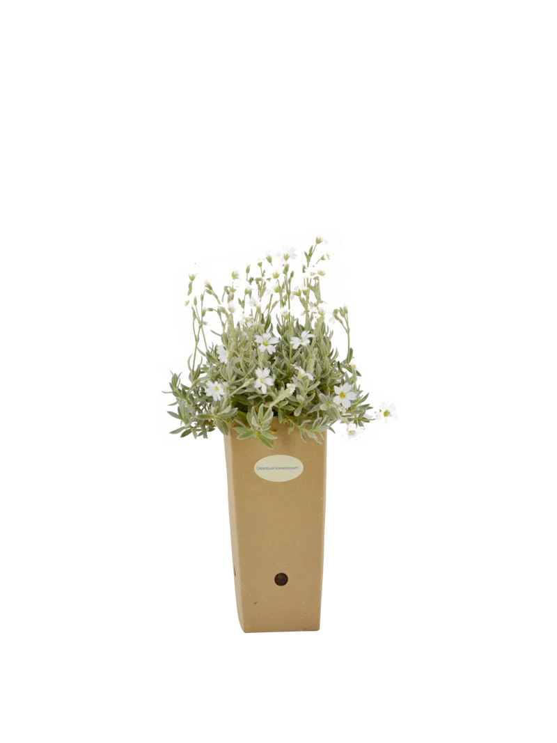 Cerastium tomentosum