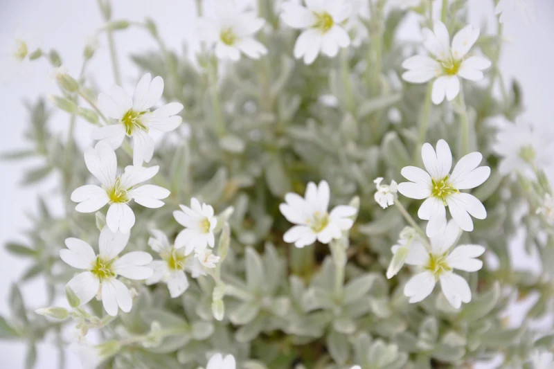 Cerastium tomentosum