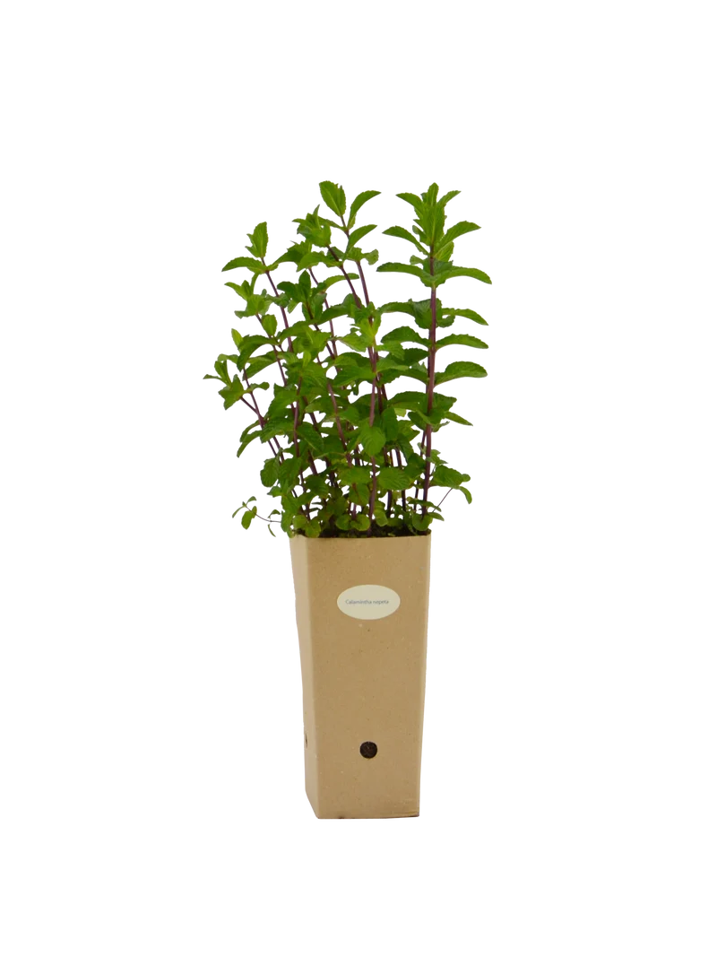 Calamintha nepeta