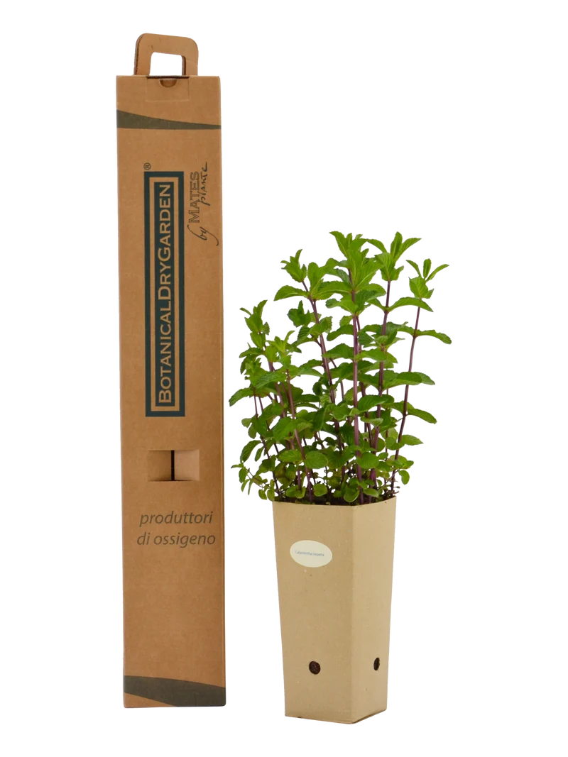 Calamintha nepeta