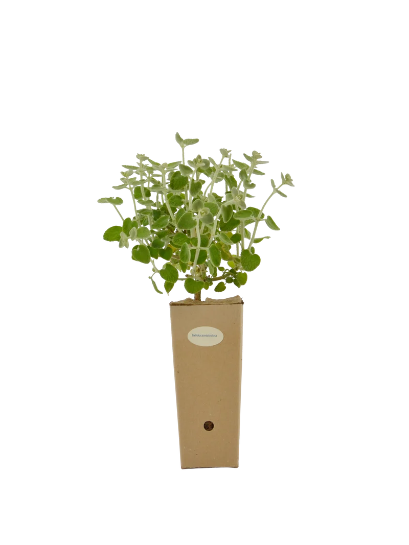 Ballota acetabulosa