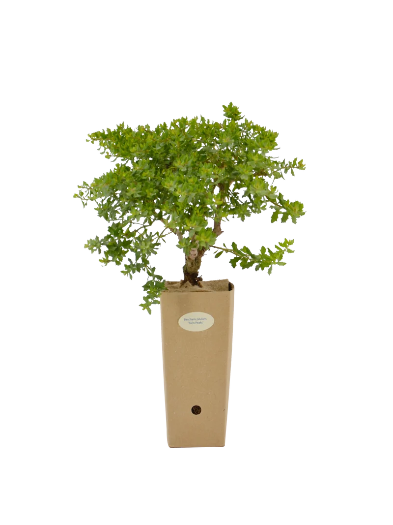 Baccharis pilularis 'Twin Peaks'