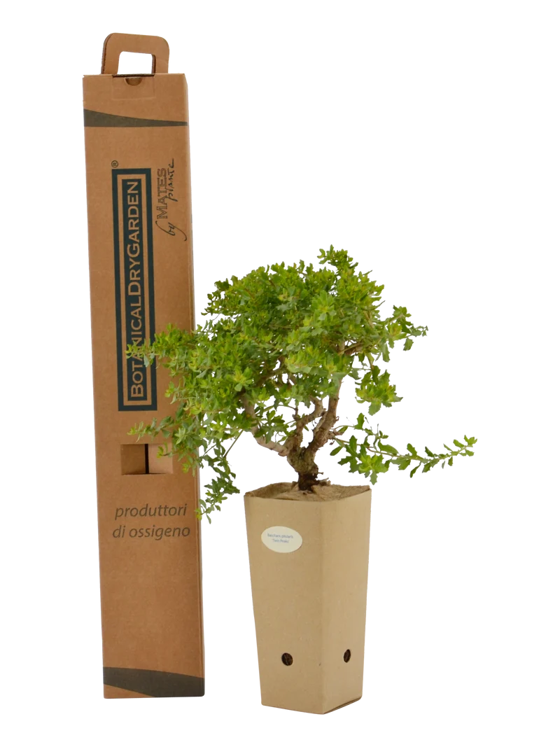 Baccharis pilularis 'Twin Peaks'