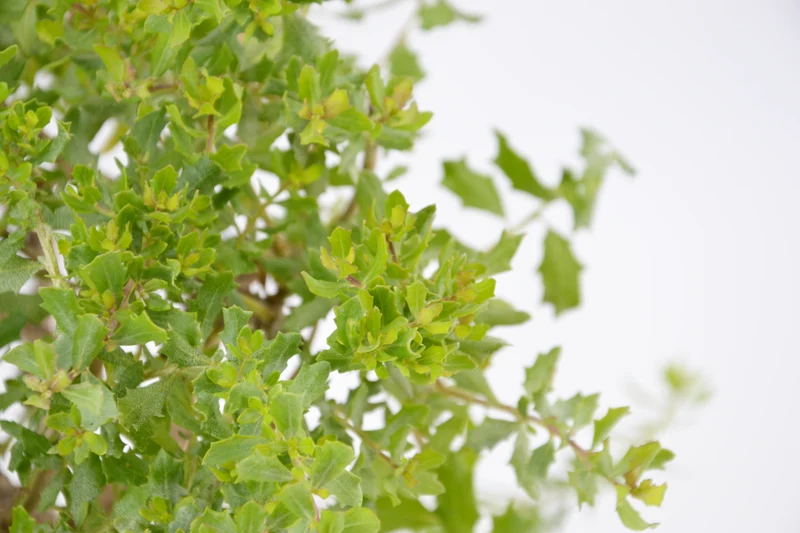 Baccharis pilularis 'Twin Peaks'