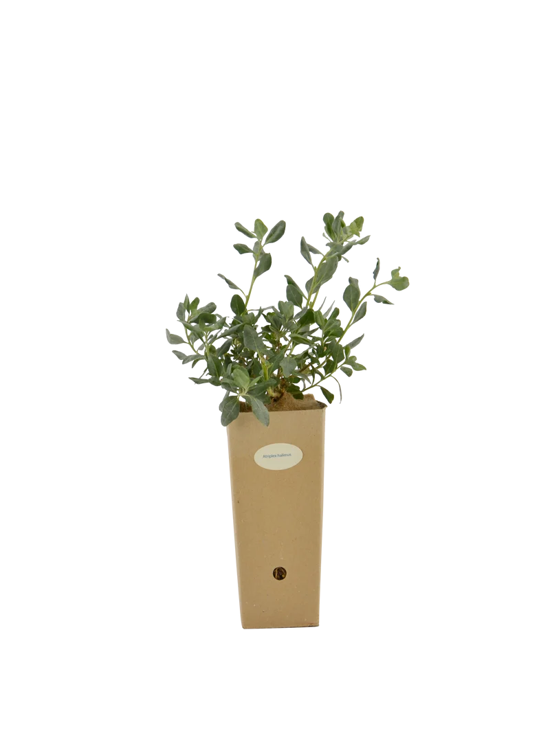 Atriplex halimus