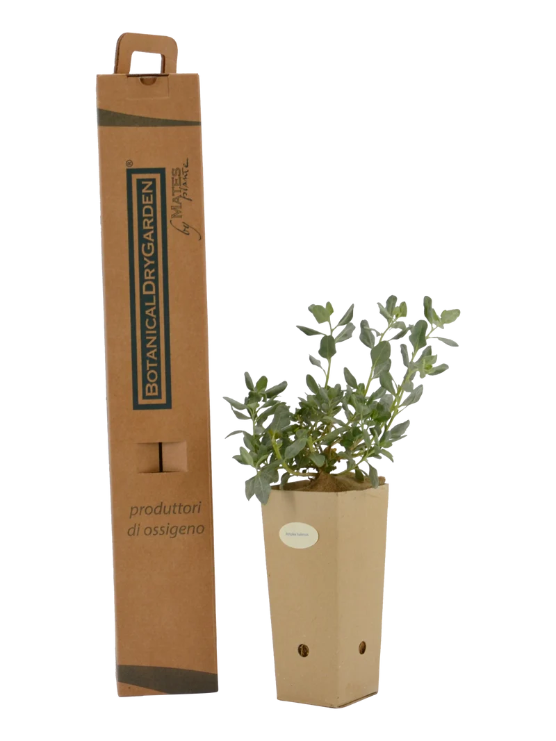 Atriplex halimus