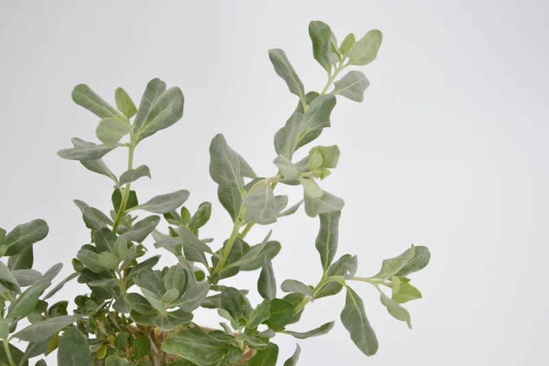 Atriplex halimus