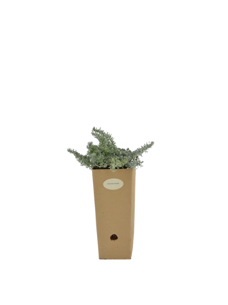Artemisia lanata