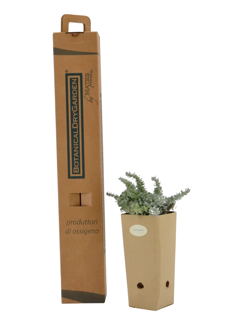 Artemisia lanata