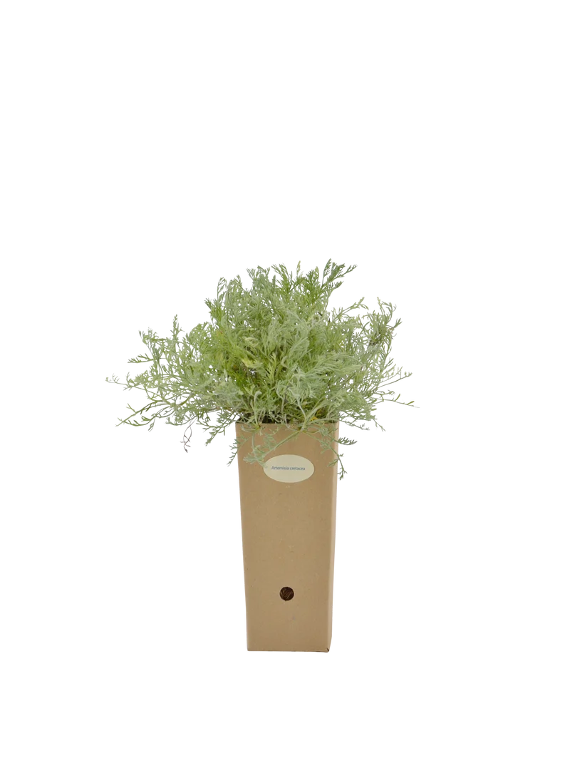 Artemisia cretacea