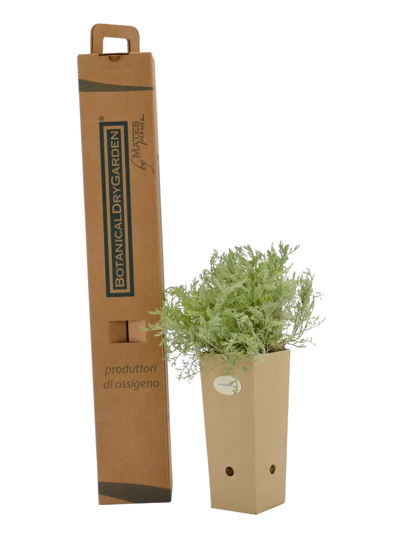 Artemisia cretacea