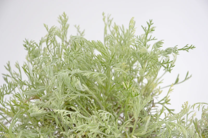 Artemisia cretacea