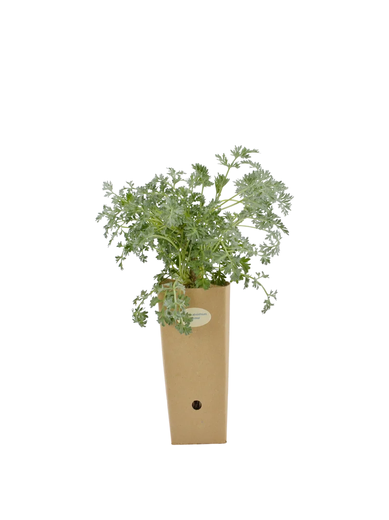 Artemisia absinthium 'Argentea'