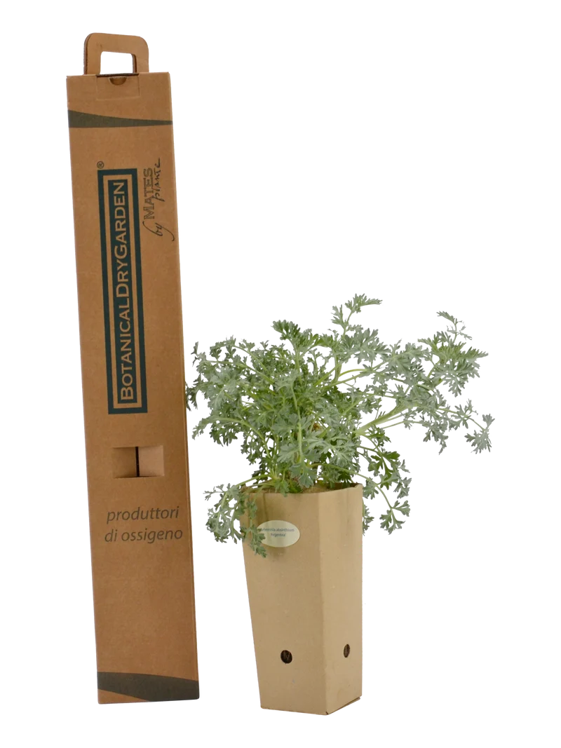 Artemisia absinthium 'Argentea'