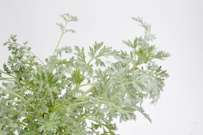 Artemisia absinthium 'Argentea'